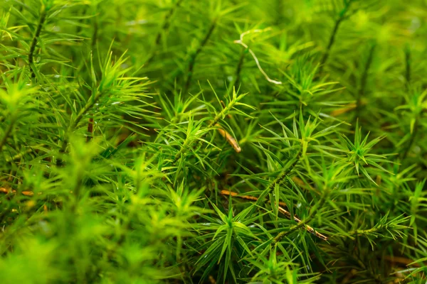 特写的绿色青苔背景 — 图库照片