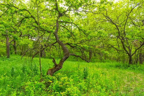 Bellissimo paesaggio verde foresta estiva — Foto Stock
