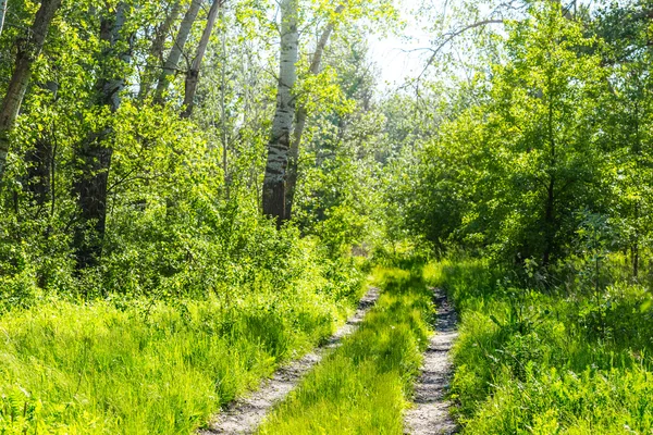 Été journée ensoleillée, forêt et route — Photo