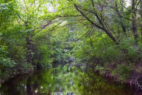 Small quiet river in a tree tunnel — Stock Photo, Image