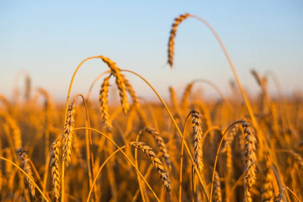 Primo piano campo di grano alla sera — Foto Stock