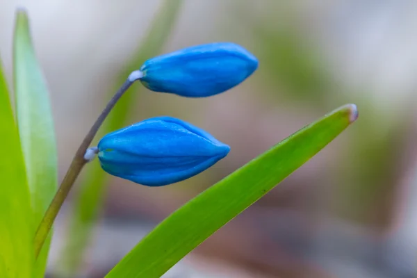 Beautiful closeup blue spring flowers — Stock Photo, Image