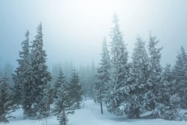Mistige bos winterlandschap — Stockfoto