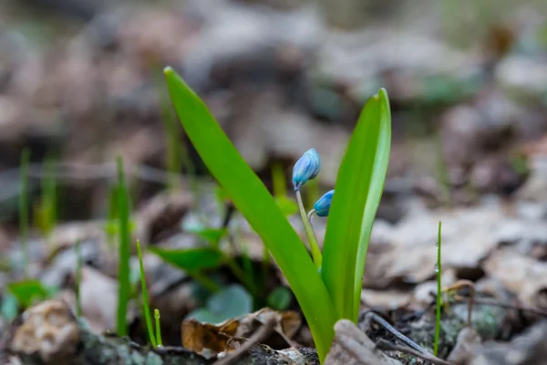 Mooie eerste spring flower — Stockfoto