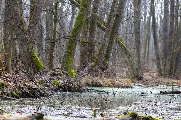 Quiet spring forest in a water — Stock Photo, Image