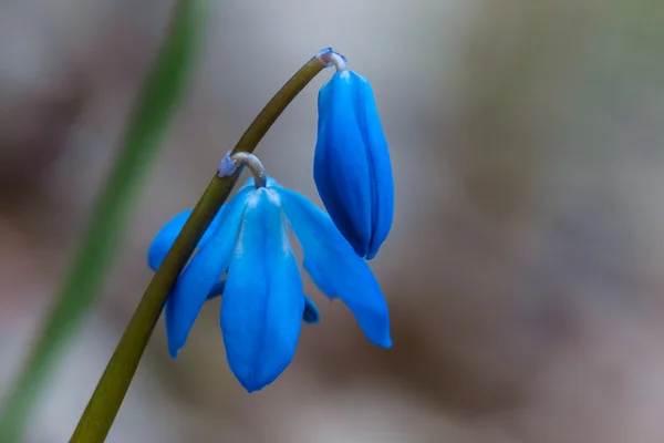 青い美しい春の花 — ストック写真