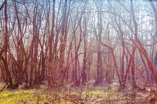Våren skog på en solig dag — Stockfoto