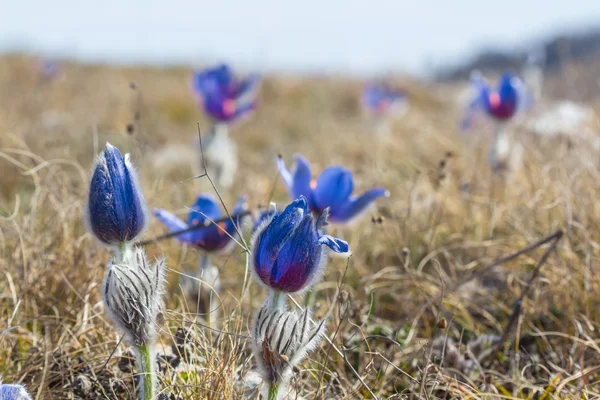 Frühling blaue Blumen Feld — Stockfoto