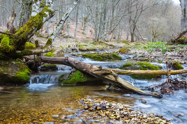 Rivière dans une forêt au début du printemps — Photo