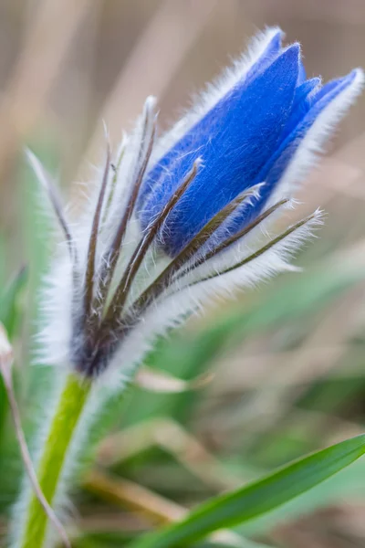 Closeup blue spring bell flower — Stock Photo, Image