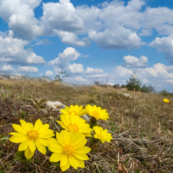 Beautiful spring field  landscape — Stock Photo, Image
