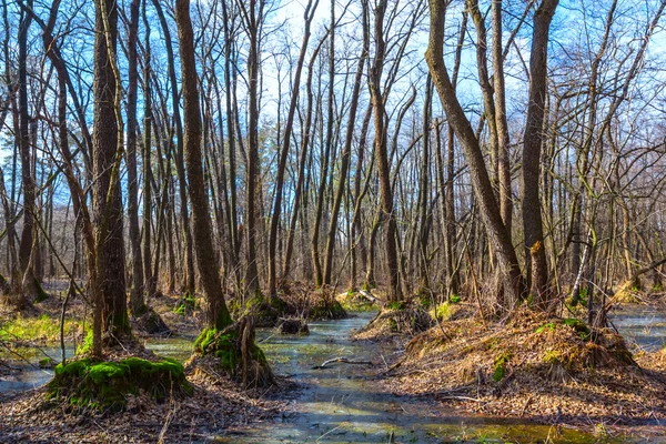 Primavera inondato scena foresta — Foto Stock