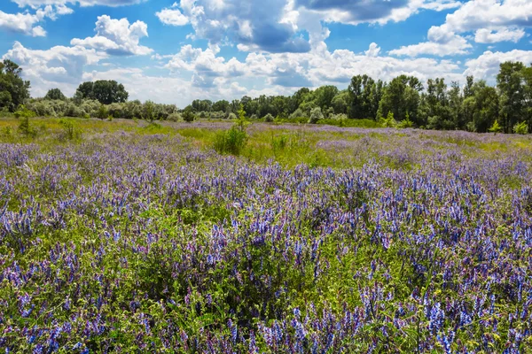 Zomer groen veld met bloemen — Stockfoto