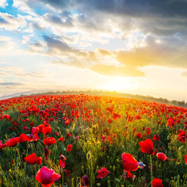 Beautiful red poppy field at the sunset — Stock Photo, Image