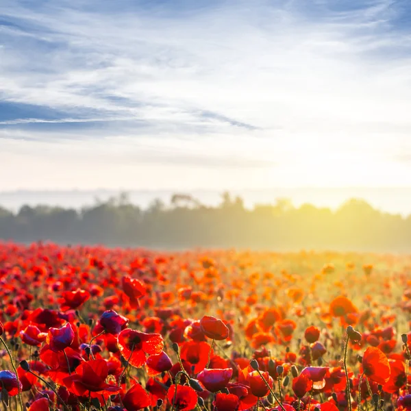 Red poppy field at the sunrise — Stock Photo, Image