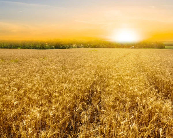 Summer wheat field at the sunset — Stock Photo, Image