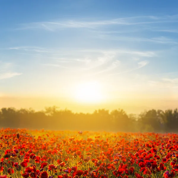 Red poppy field at the early morning — Stock Photo, Image