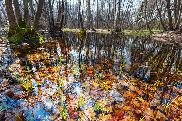 Beautiful spring lake at the bright day — Stock Photo, Image