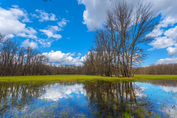 Bosque de primavera brillante en una escena de agua — Foto de Stock