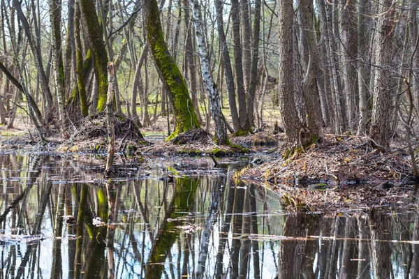 Forêt printanière dans une eau — Photo