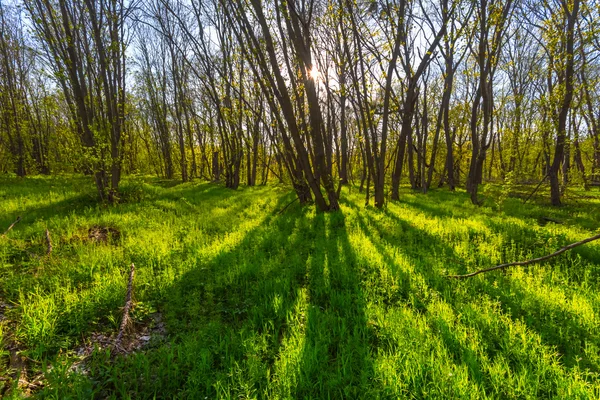 Grüne Frühlingswaldlichtung in einem Sonnenstrahl — Stockfoto