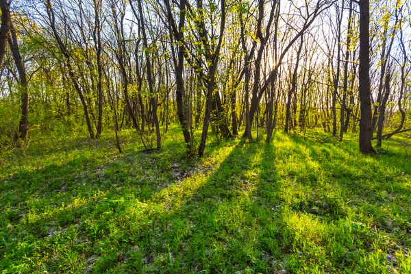 Brillante verde primavera foresta scena — Foto Stock