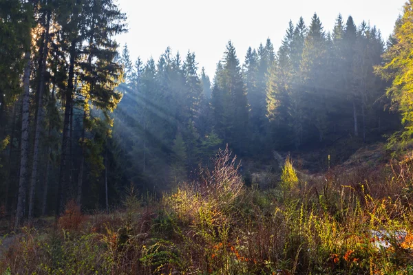 Vert forêt clairière tôt le matin scène — Photo