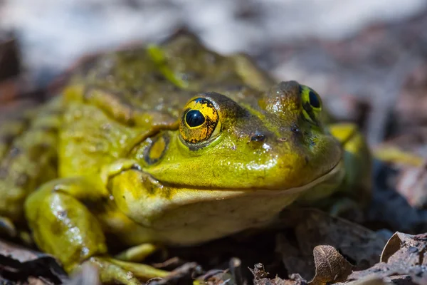 Gros plan petite grenouille assis sur un sol — Photo