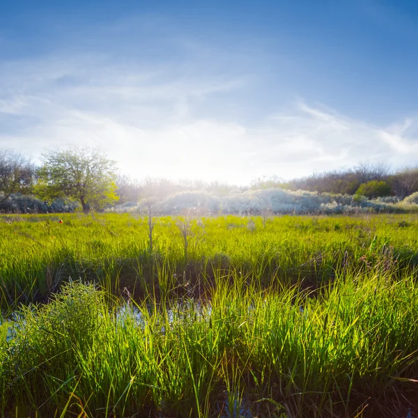 Bellissimi campi verdi al mattino presto — Foto Stock