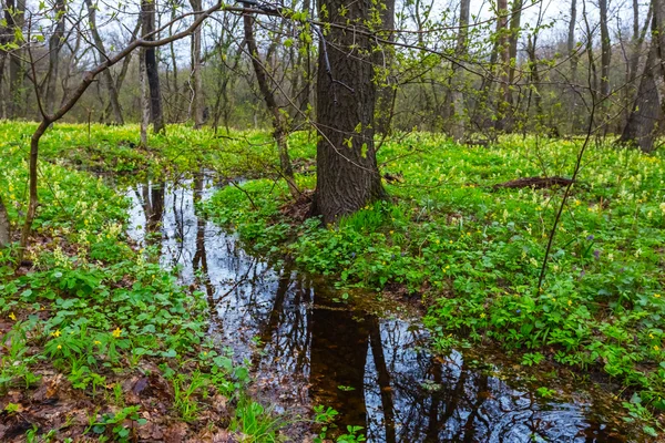 Small blue brook in a green spring forest — Stock Photo, Image