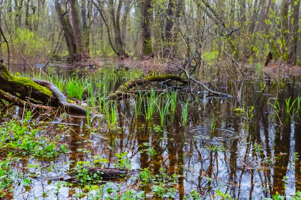 Alluvione primaverile in una foresta — Foto Stock