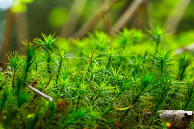tatlı taze yeşil yosun arka plan