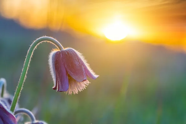 Närbild violett bell på sunset bakgrund — Stockfoto