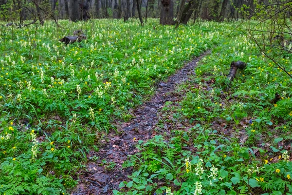 Green spring forest glade in a flowers — Stock Photo, Image