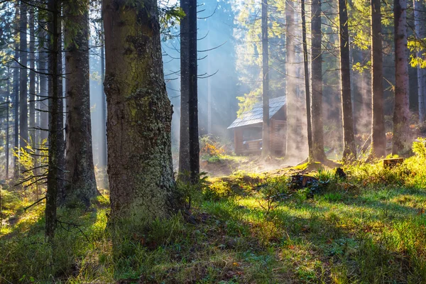 青い霧の朝早く松林 — ストック写真