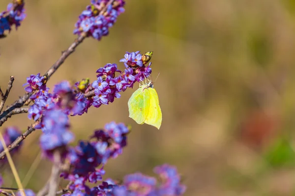 Petit papillon assis sur une fleur de branche — Photo