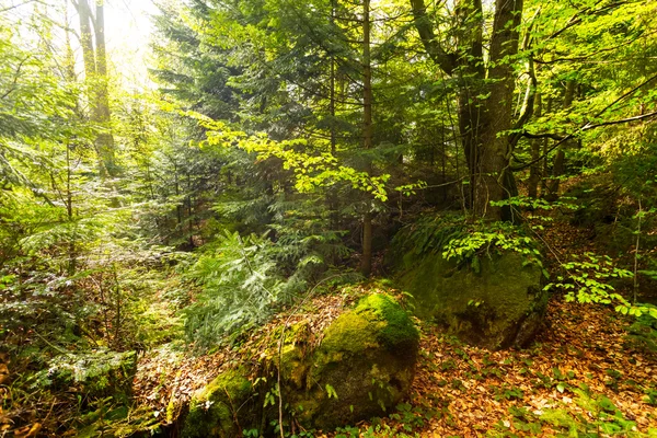 美しい山の森のシーン — ストック写真