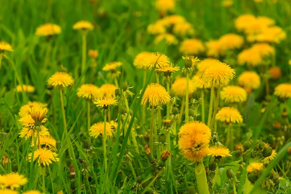 Field in a yellow dandelions — Stock Photo, Image