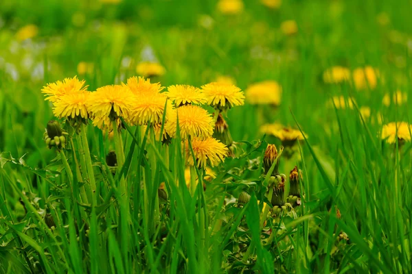 Closeup yellow dandelions in a green grass — Stock Photo, Image