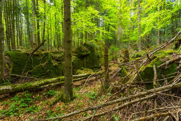 Eski taş olan yeşil orman — Stok fotoğraf