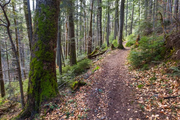 Straße im Bergwald — Stockfoto