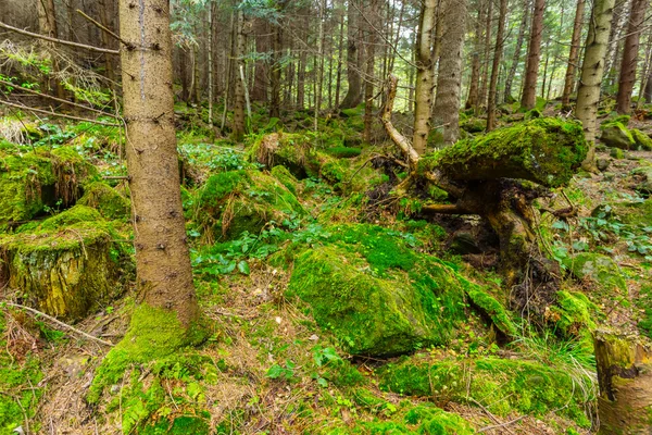 Hermosa escena verde bosque de pinos —  Fotos de Stock