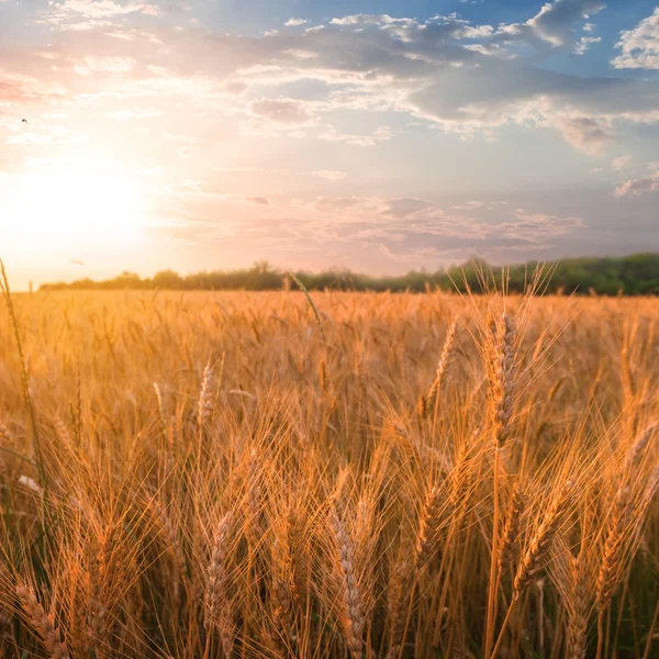 Campo di grano al tramonto — Foto Stock