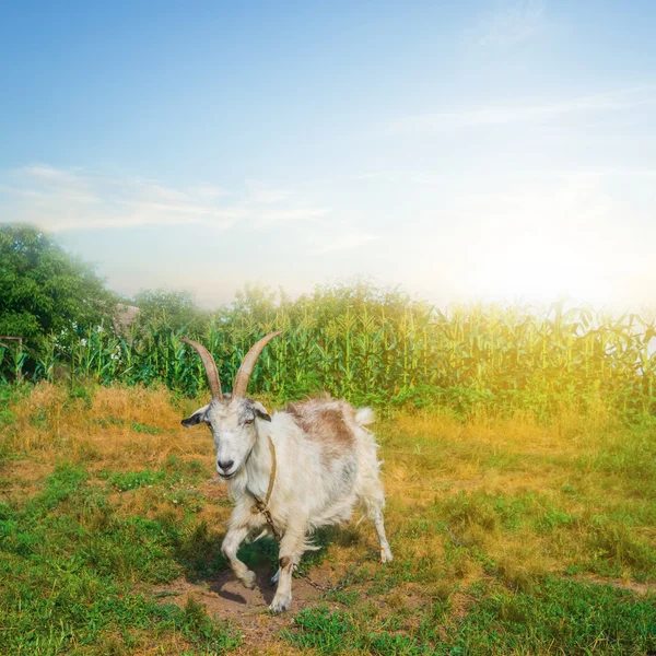 Koza na zielonych pastwiskach — Zdjęcie stockowe