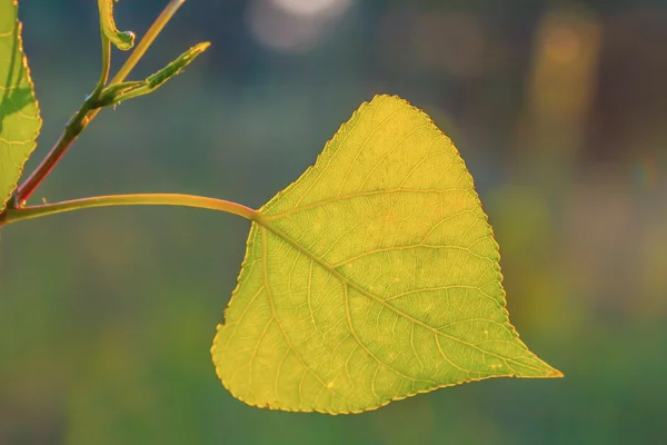 Closeup green leaf on a branch — Stock Photo, Image