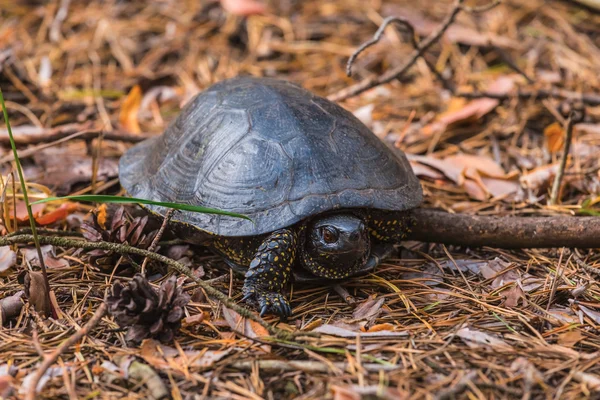 Closeup turtle on a ground — Stock Photo, Image