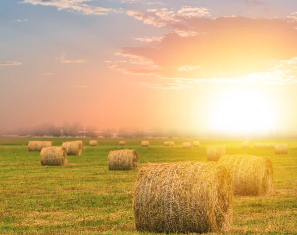 Herbstweizenfeld bei Sonnenuntergang — Stockfoto