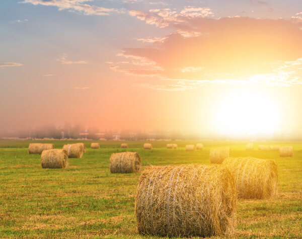 autumn wheat field at the sunset