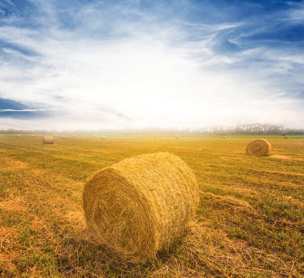summer wheat field scene
