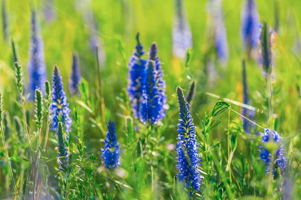 Bir Prairie closeup mavi çiçekler — Stok fotoğraf